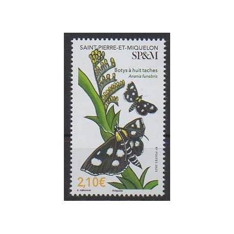 Saint-Pierre et Miquelon - 2025 - Botys à huit taches - Insectes