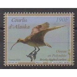 Polynesia - 2025 - Le courlis d'Alaska - Birds