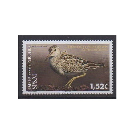 Saint-Pierre and Miquelon - 2026 - Bécasseau - Birds