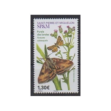 Saint-Pierre et Miquelon - 2026 - Pyrale des landes - Insectes